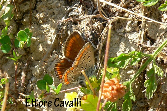 Farfalle dalla Sardegna